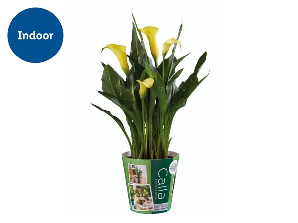 Assorted Calla Lilies