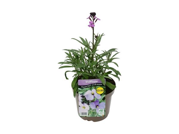 Erysimum Bowles Mauve (Wallflower)