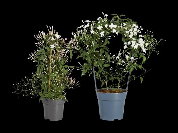 Jasminbogen/-säule