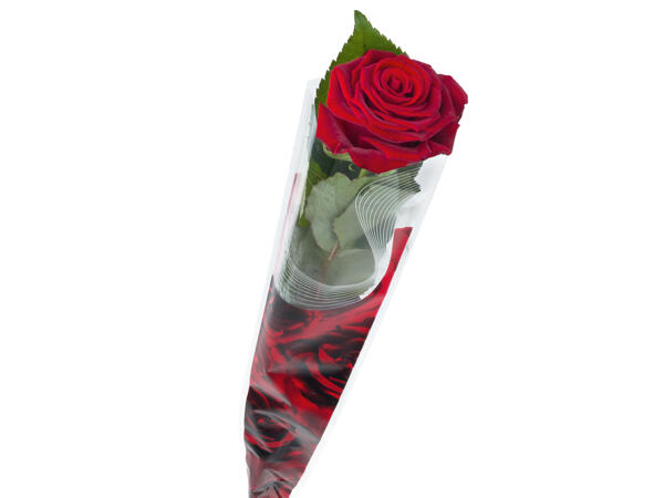 Single rose