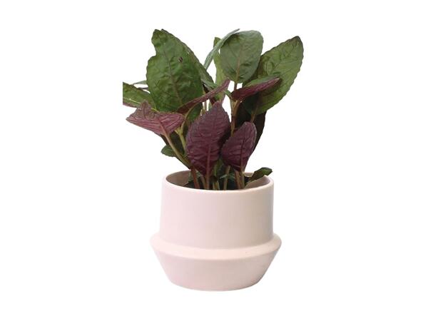 Small Houseplant in Ceramic Pot