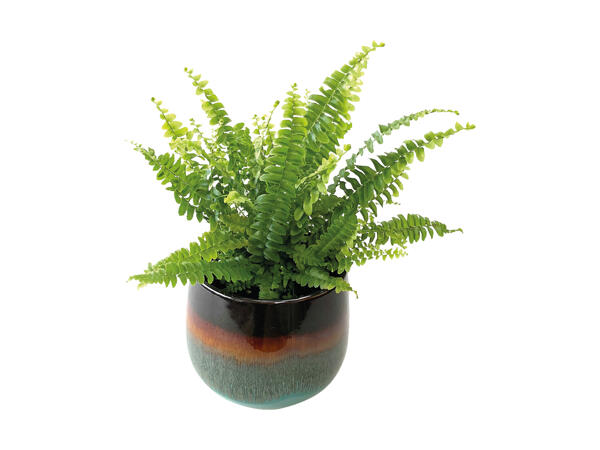 Grøn plante i keramik