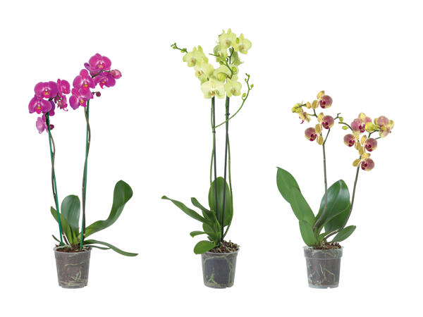 Phalaenopsis 2 tiges
