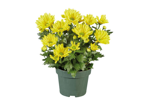 Chrysantheme