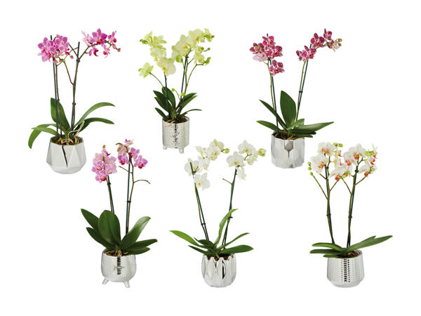 Phalaenopsis in Motivkeramik