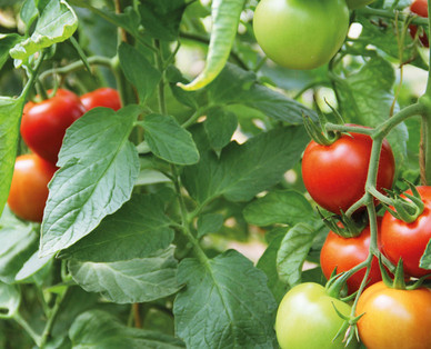 Österreichische Bio-Fruchtgemüsepflanze