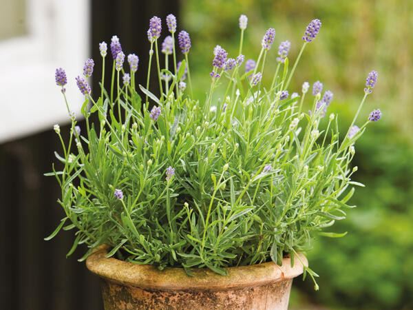 Lavendel Hidcote Blue
