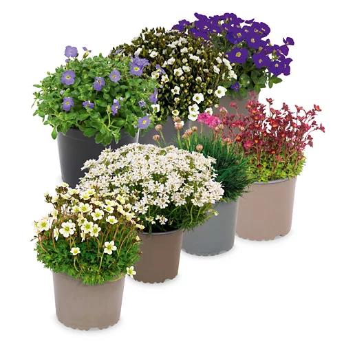Mix di piante perenni "Bergblüher"