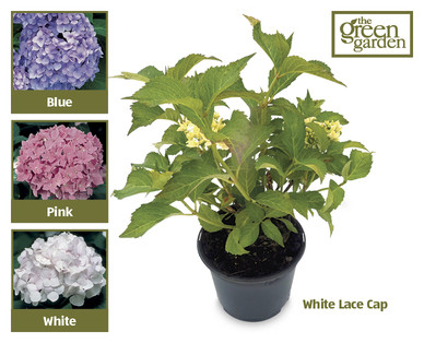 Hydrangea