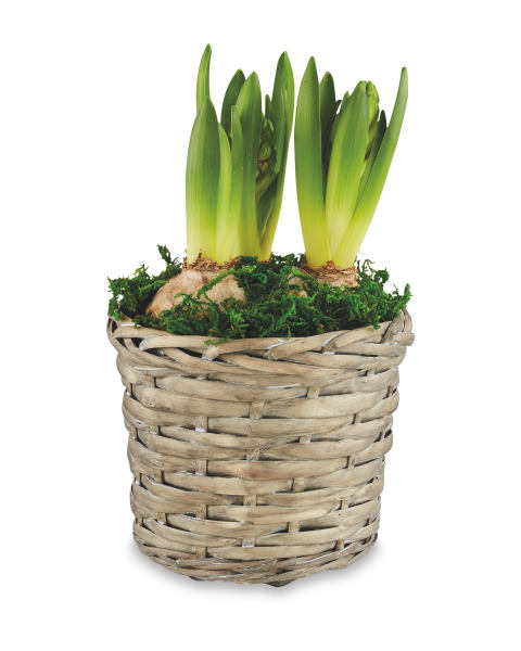 Indoor Hyacinth Willow Basket