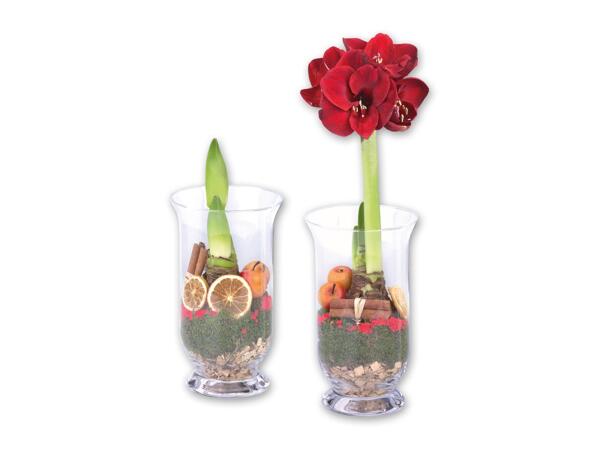 Amaryllis