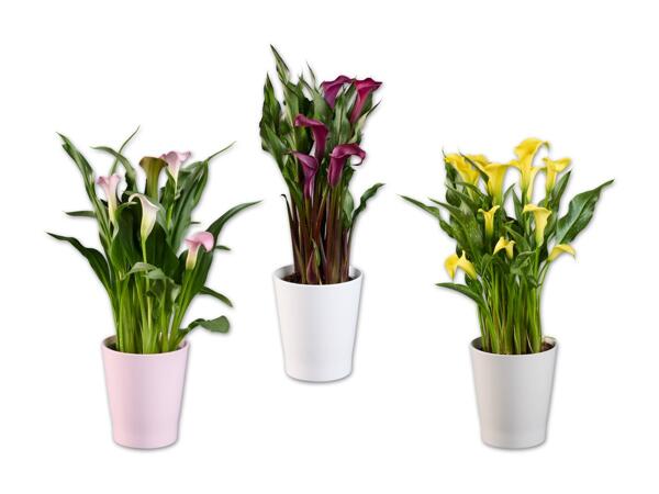 Calla im Keramiktopf
