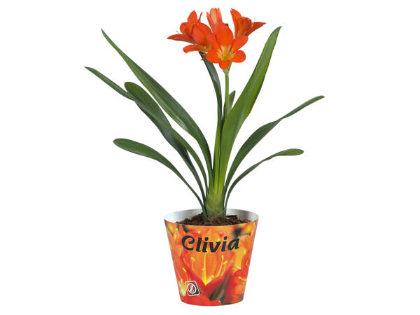 Clivia Miniata