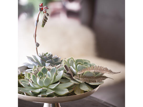 Husløg Echeveria i plastikbakke