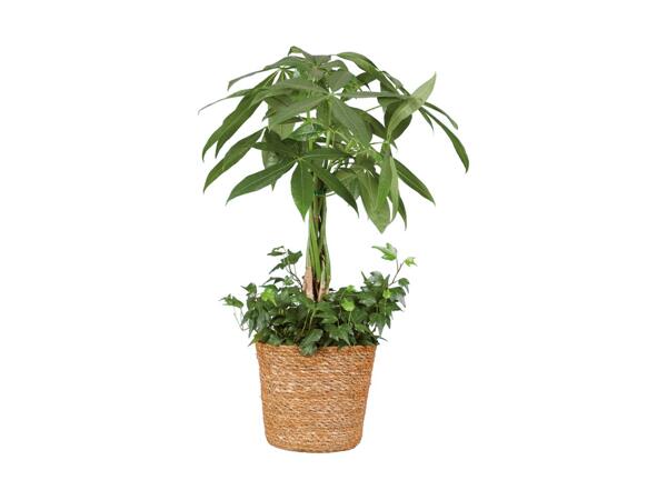 Luxury Indoor Plants