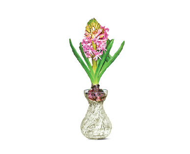 Hyacinth in Glass Vase