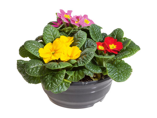 Three colours Primrose