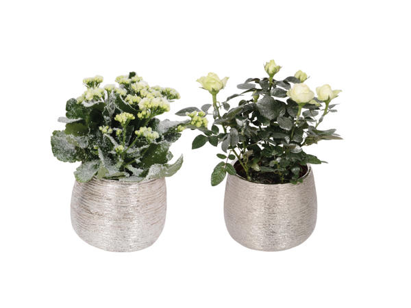 Glittriga blommor i festkruka