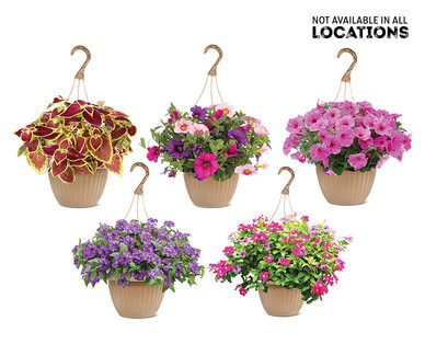 10" Hanging Basket