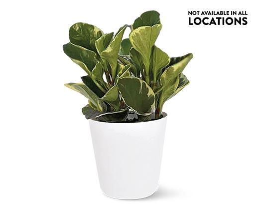 4" Foliage Assorted Varieties