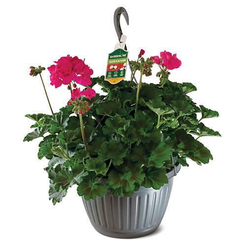 10" Hanging Basket - Assorted Varieties