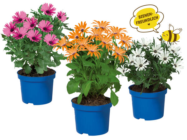 Osteospermum, Kapmargerite