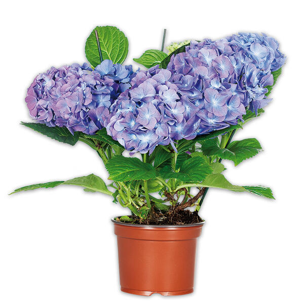 Hortensie