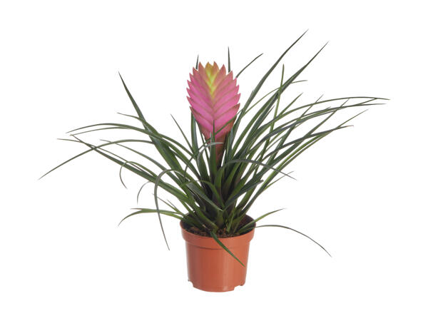Bromelia