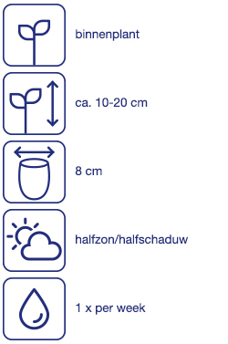 Hyacint