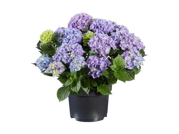 Hortensia