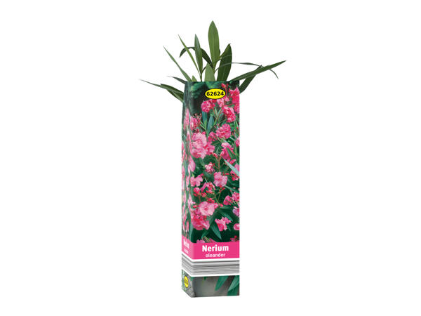 Assorted Flowering Plants