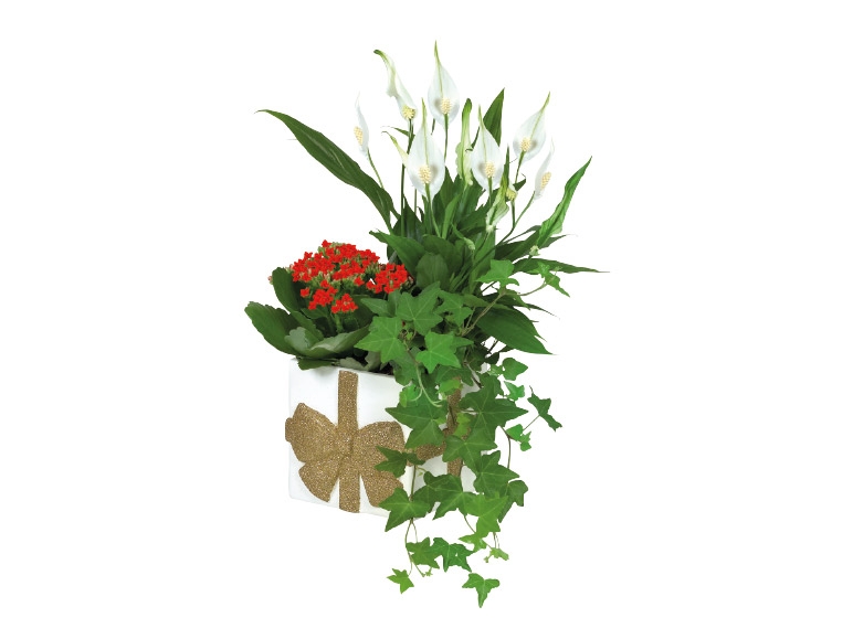 Flowering Plants in Christmas Ceramic
