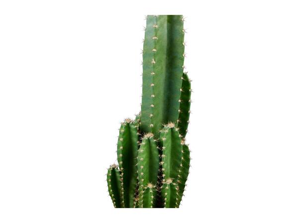 Cactus "Desert Stars"