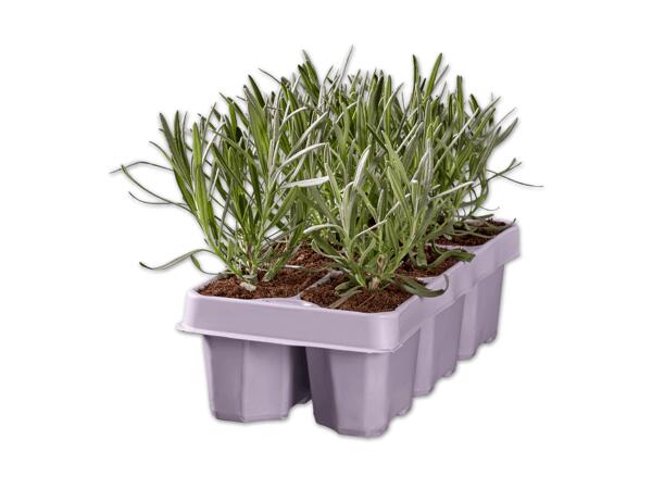 Lavendel angustifolia 6er Tray