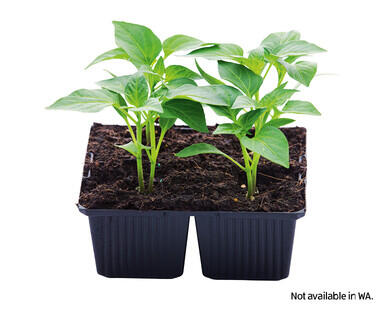 Seedlings 4pk