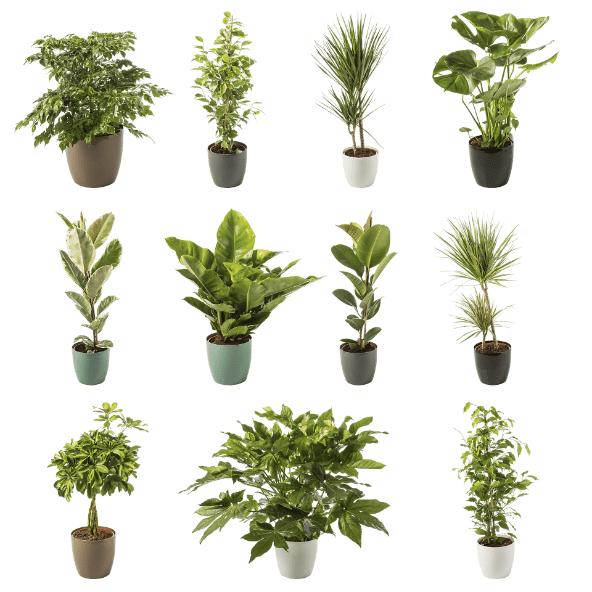 Plante solitaire
