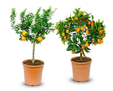 Mediterranes Stämmchen
