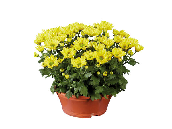 Chrysantheme in Schale