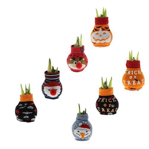 GARDENLINE Amarylli di Halloween