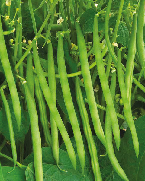 4 Pack Vegetables