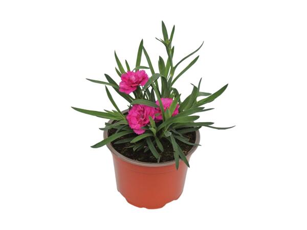 Scented Dianthus