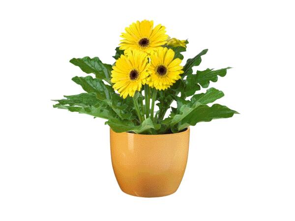 Easter Flowering Plant