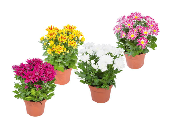 Chrysanthème "Elle fleur"