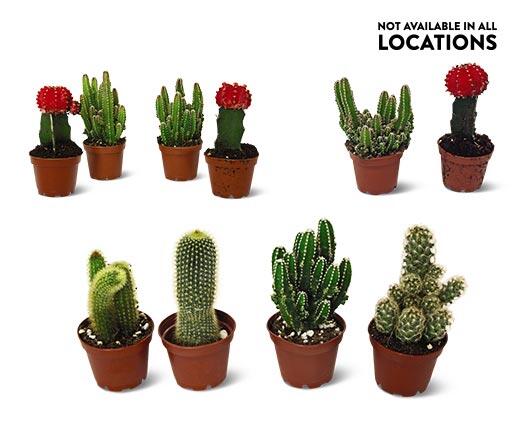 Graft or Fairy Castle Cactus