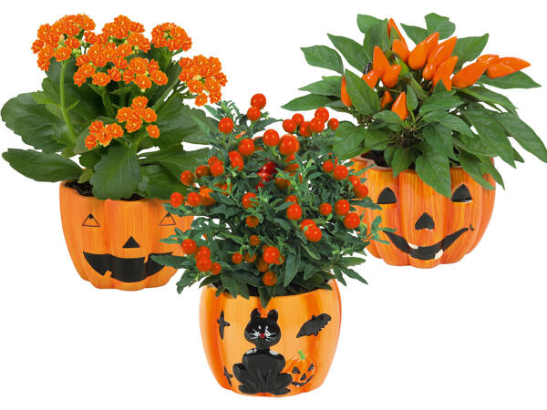 Bepflanzter Halloween-Kürbis