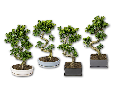 Ficus Ginseng