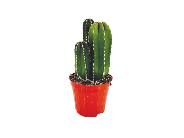 Cactus Mix