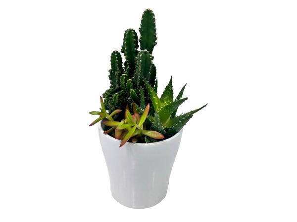 Succulent Plant Composition