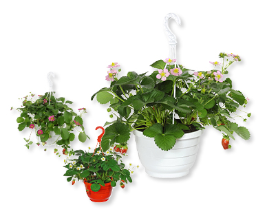 Vaso sospeso con fragole GARDENLINE(R)