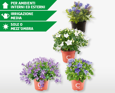 Mix di campanula/genziana